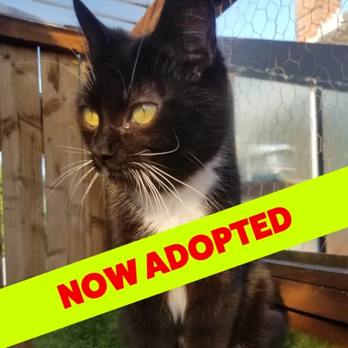 Now Adopted Kitty